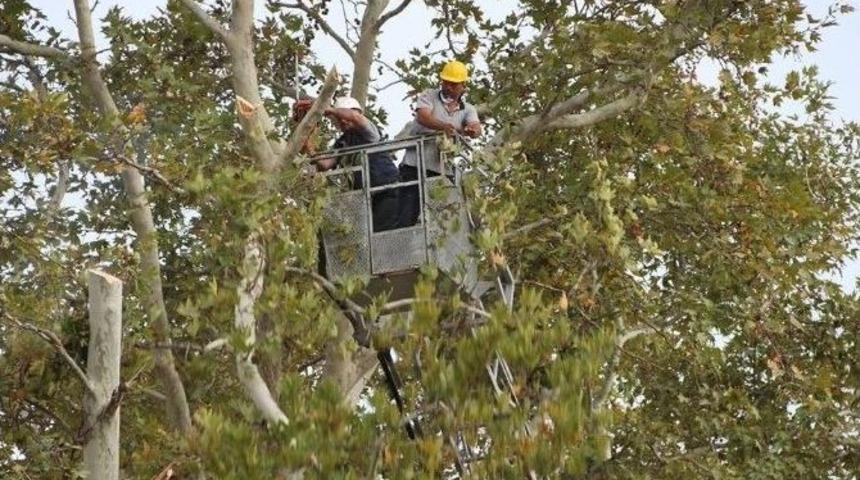 Tarihi &Ccedil;ınarlara Bakım Zamanı