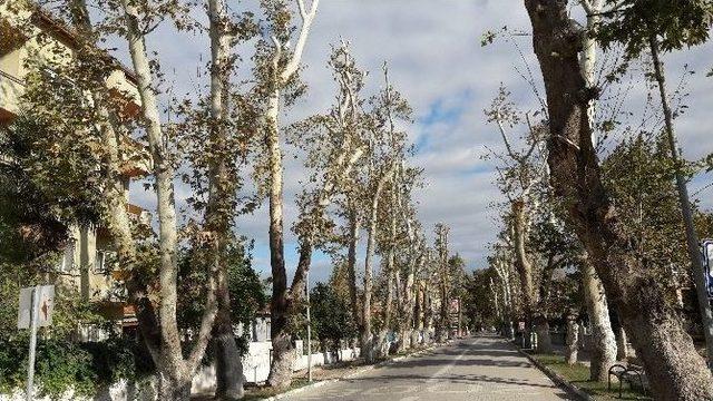 Tarihi &Ccedil;ınarlara Bakım Zamanı 1