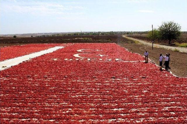 Bayrak Ve T&uuml;rkiye Sevgisini Biber Sergisine İşledi 2