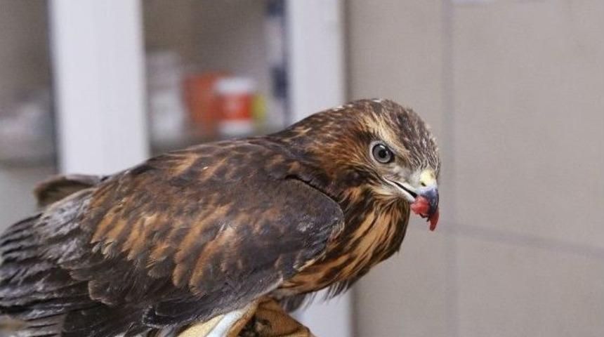 (&ouml;zel Haber) Dikkatli Vatandaşın İhbarı Yaralı Şahine Hayat Oldu