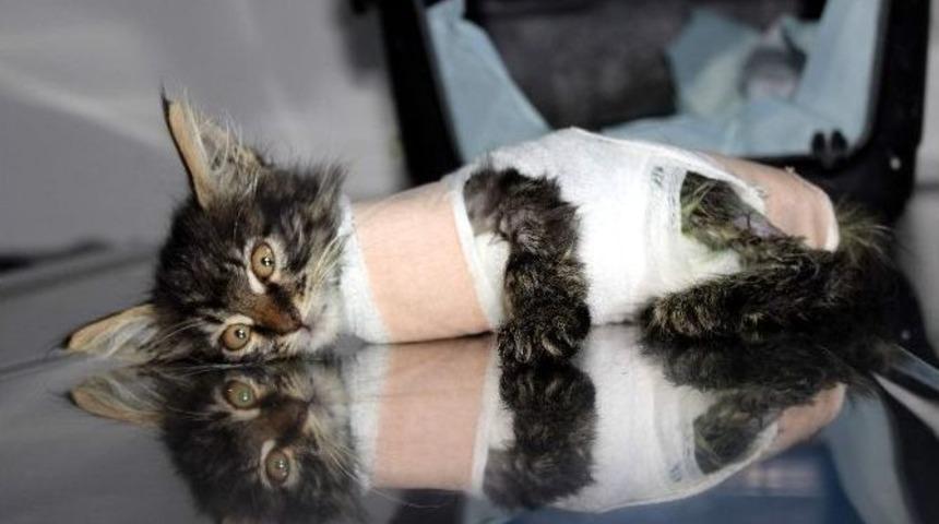 Otomobilin Ezdiği Yavru Kedi Protez Bacakla Y&uuml;r&uuml;yecek