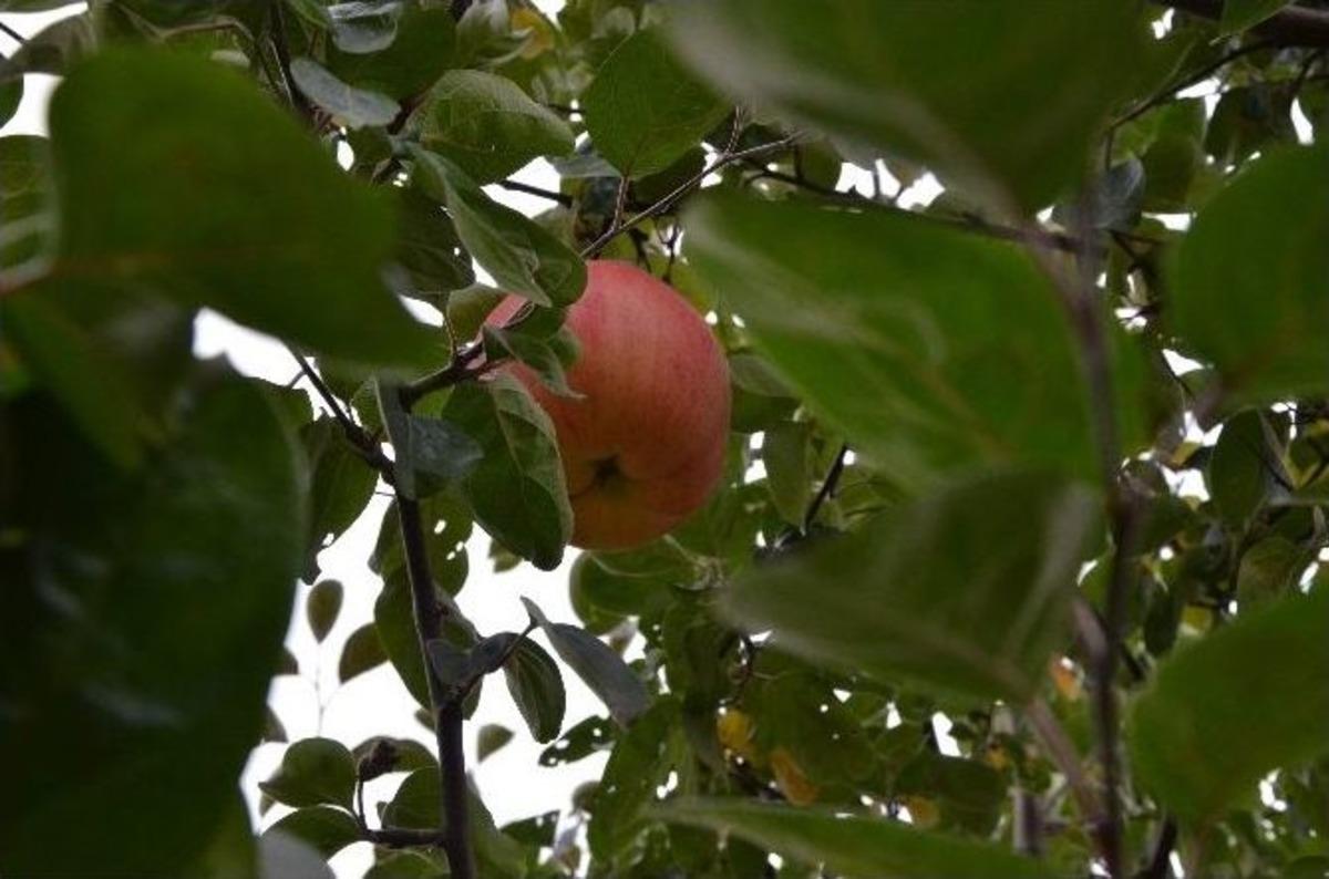 (&ouml;zel Haber) 7 Yıl Sonra Gelen Esrarengiz Meyve