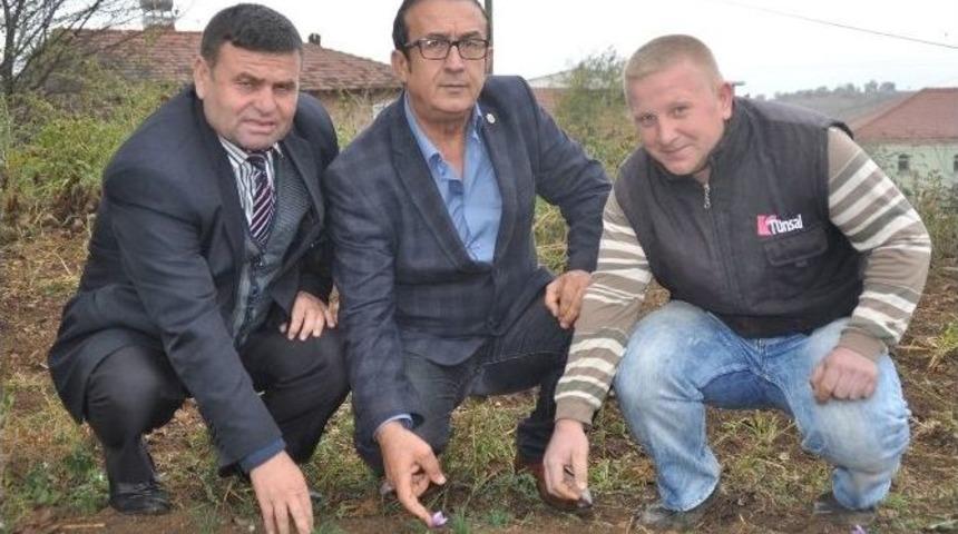 Safran Altınla Yarışıyor