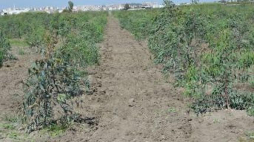 Mersin&rsquo;de End&uuml;striyel Ağa&ccedil;landırma &Ccedil;alışmaları S&uuml;r&uuml;yor