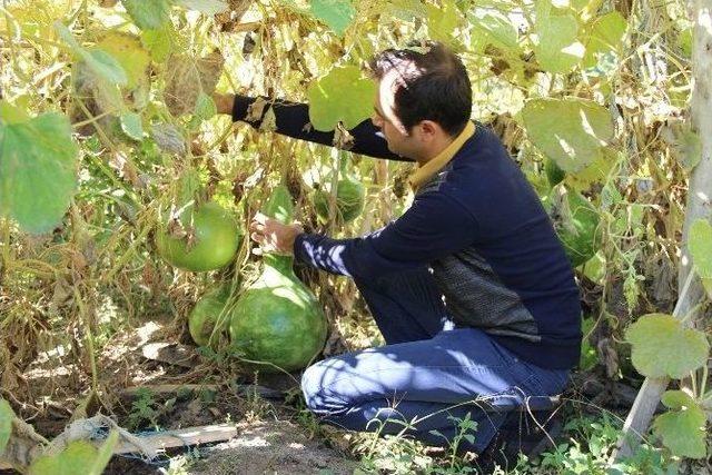 Su Kabağından Gece Lambası 1