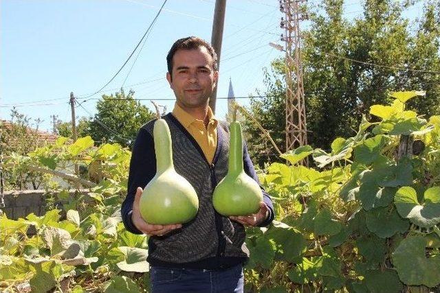 Su Kabağından Gece Lambası 2