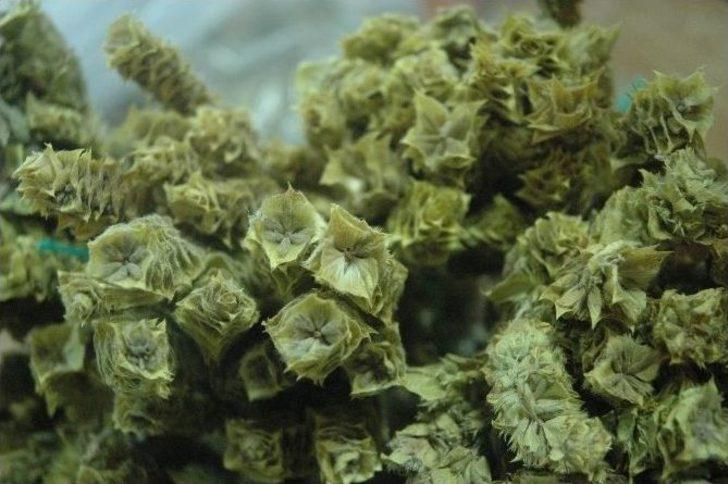 Mevsimsel Hastalıklara Ve Tedavi Yöntemlerine Dikkat G5