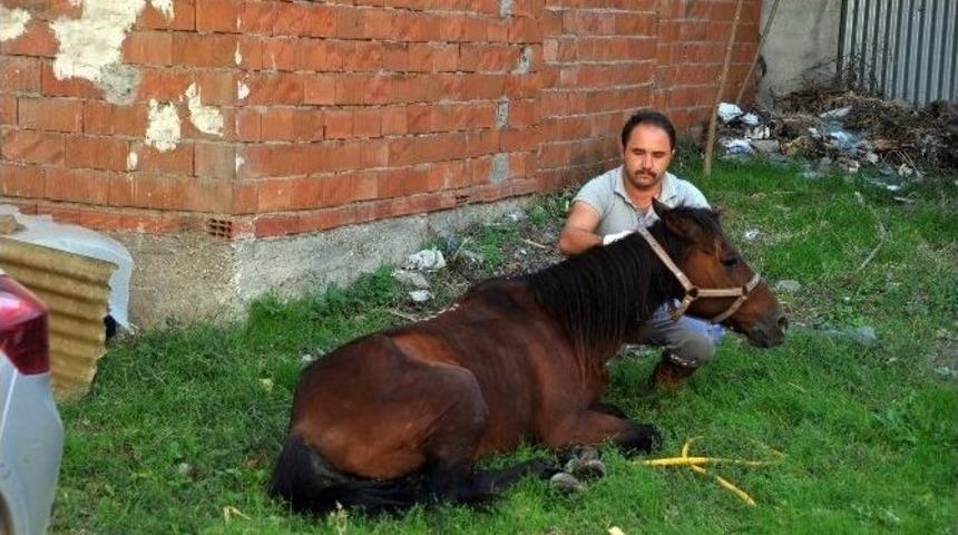 Sahibinin &Ouml;l&uuml;me Terk Ettiği Hasta At Hayata D&ouml;nd&uuml;r&uuml;ld&uuml;
