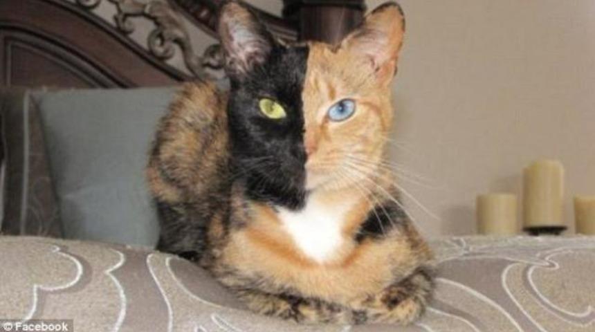 Bu karelerde Photoshop yok