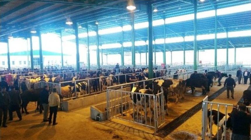 İzmit&rsquo;te Hayvan Satışları D&uuml;zene Girdi