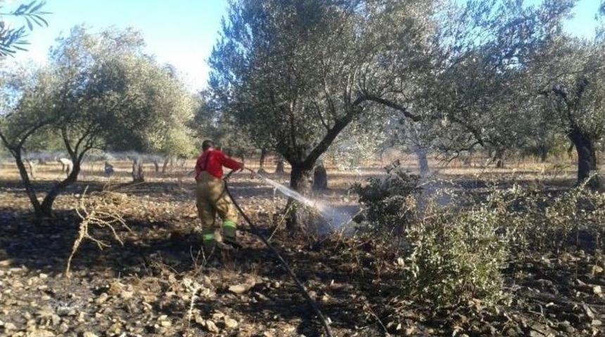 Edremit&rsquo;te Zeytinlik Yangını
