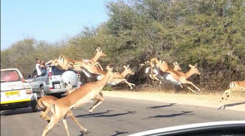 Can havliyle arabanın içine girdi