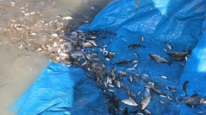 Cip Barajı&rsquo;na 100 Bin Balık Bırakıldı