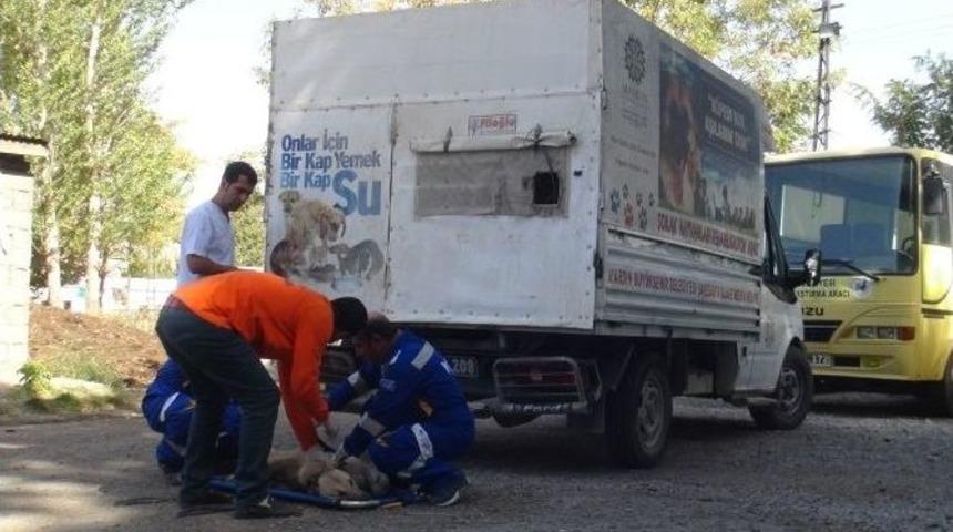 Mardin&rsquo;den Tatvan&rsquo;a Kedi Ve K&ouml;pek Sevki