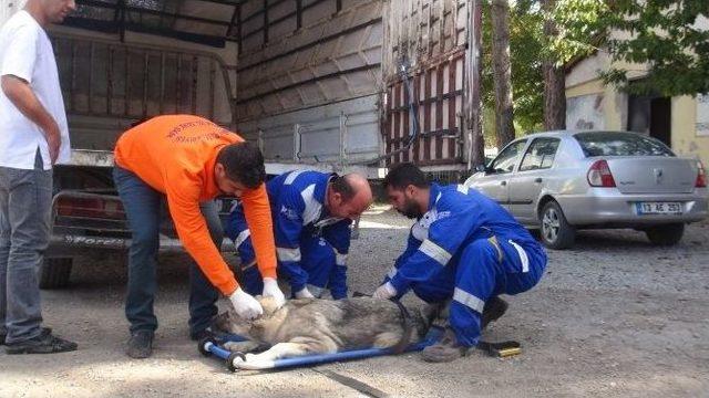 Mardin&rsquo;den Tatvan&rsquo;a Kedi Ve K&ouml;pek Sevki 1