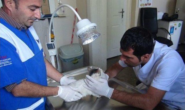 Mardin&rsquo;den Tatvan&rsquo;a Kedi Ve K&ouml;pek Sevki 2