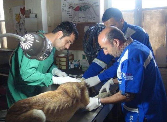Mardin&rsquo;den Tatvan&rsquo;a Kedi Ve K&ouml;pek Sevki 3
