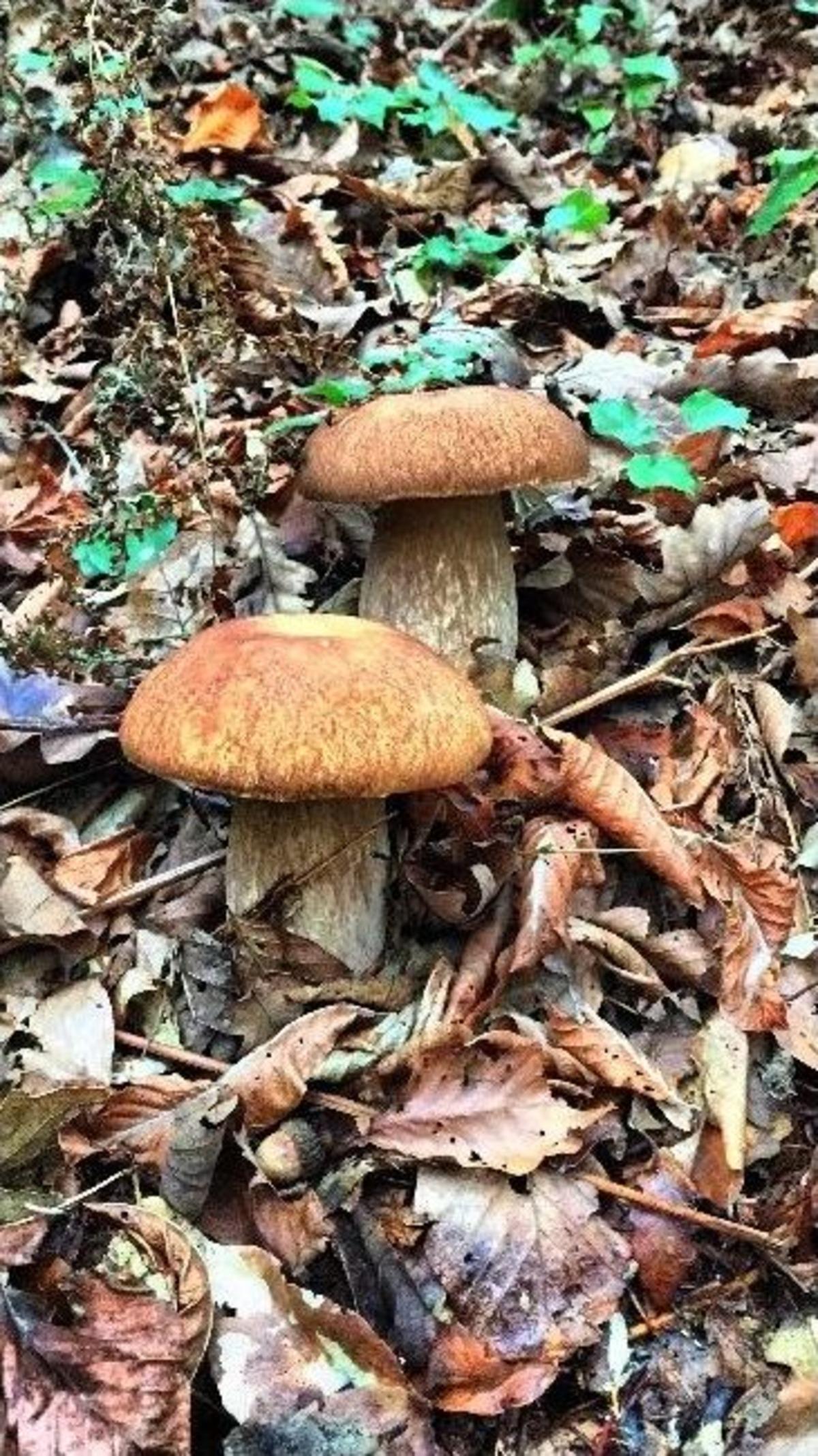D&uuml;nyada Marka Haline Gelen Por&ccedil;ini Mantarı Şile&rsquo;den Sofralara Taşınıyor