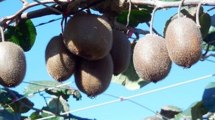 Kivi Pazarına Kahramanmaraş Da Girdi