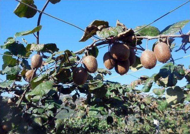 Kivi Pazarına Kahramanmaraş Da Girdi