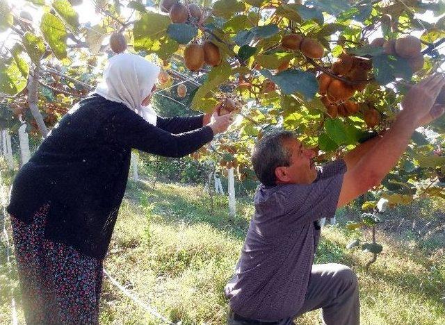 Kivi Pazarına Kahramanmaraş Da Girdi