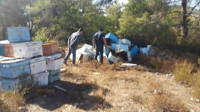 Kovanları Bulan Jandarma, Arı Ve Bal Hırsızlarının Peşine Düştü