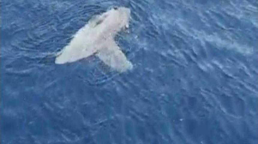 Marmaris&rsquo;te Yarım Tonluk &rsquo;ay Balığı&rsquo; G&ouml;renleri Şaşırttı