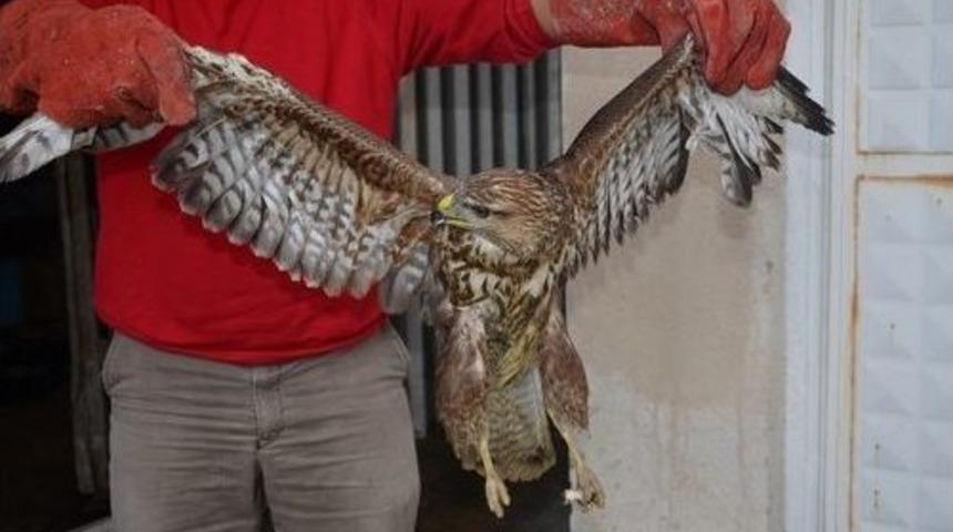 Kızıl Şahin Tedavi Altına Alındı