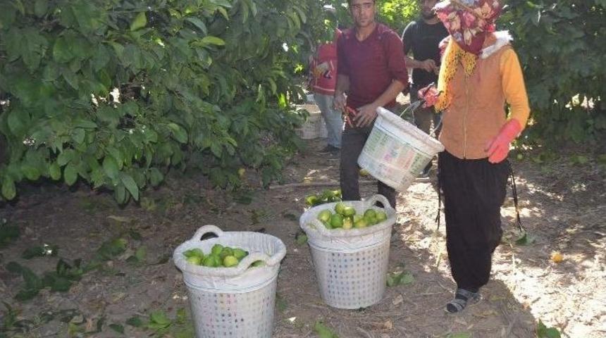 Tarımdaki İş&ccedil;i İhtiyacını Suriyeliler Karşılıyor