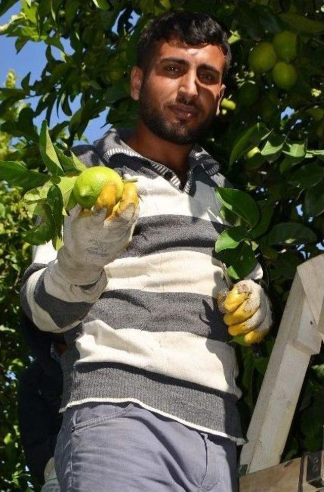 Tarımdaki İşçi İhtiyacını Suriyeliler Karşılıyor 2
