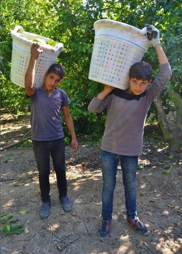 Tarımdaki İşçi İhtiyacını Suriyeliler Karşılıyor 3