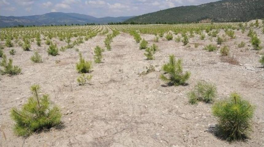Bursa&rsquo;da Maden Sahalarına 2 Yılda 712 Bin Fidan...