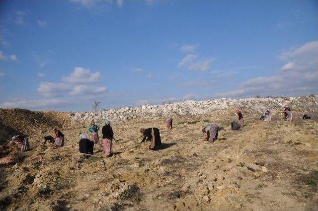 Bursa&rsquo;da Maden Sahalarına 2 Yılda 712 Bin Fidan... 1