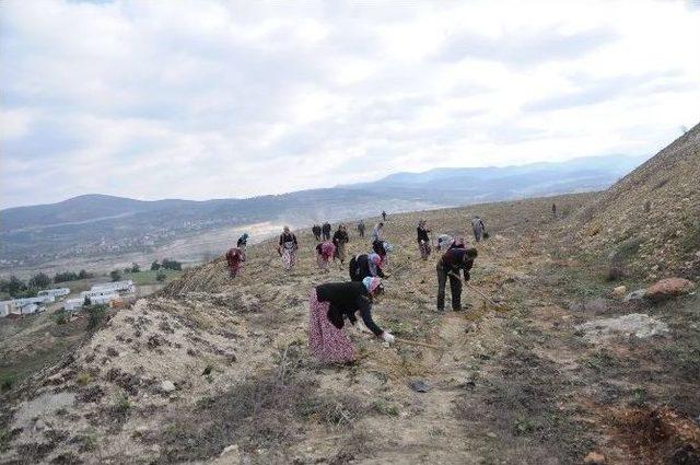 Bursa&rsquo;da Maden Sahalarına 2 Yılda 712 Bin Fidan... 2