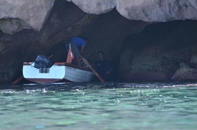 Foça’da Foklar Gözlem Altında