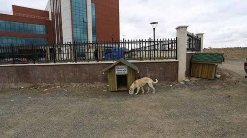 Kedi Ve K&ouml;pekler Evlerine Kavuştu