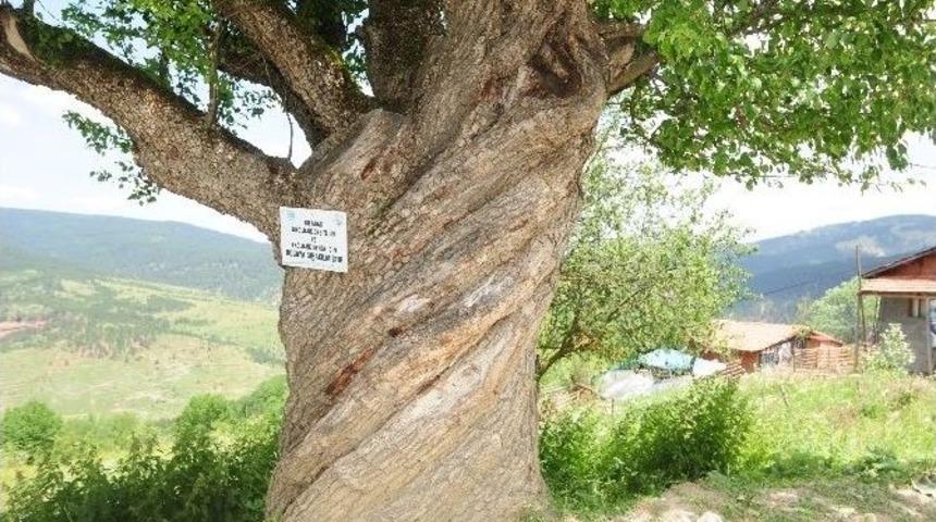 200 Yıllık Burgulu Armut Ağacı G&ouml;renleri Şaşırtıyor