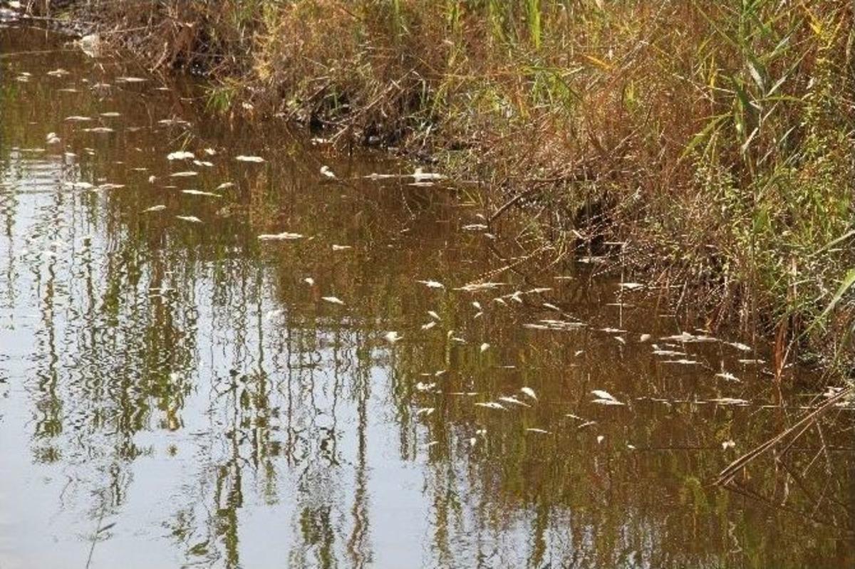 Fethiye&rsquo;de Balıklar Telef Oldu