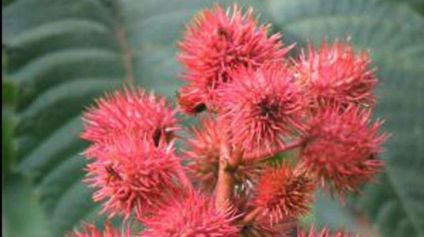 Bu bitkiler &ouml;ld&uuml;r&uuml;yor