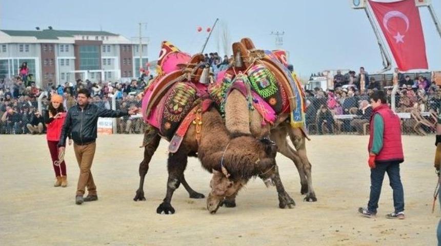 Salihli&rsquo;de 56 Yıl Sonra Deve G&uuml;reşi Heyecanı