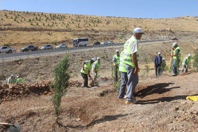 Mardin&rsquo;de 15 Temmuz Şehitleri Anısına Hatıra Ormanı Oluşturuldu 1