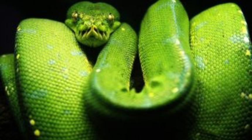 Z&uuml;mr&uuml;t Renkli Ağa&ccedil; Yılanı Nata Vega&rsquo;da