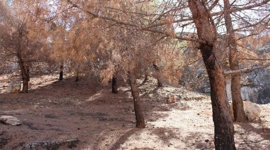 Ağa&ccedil;lar Yangından 3 Ay Sonra Kurumaya Başladı