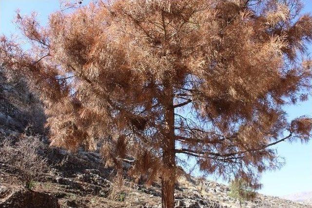 Ağa&ccedil;lar Yangından 3 Ay Sonra Kurumaya Başladı 1