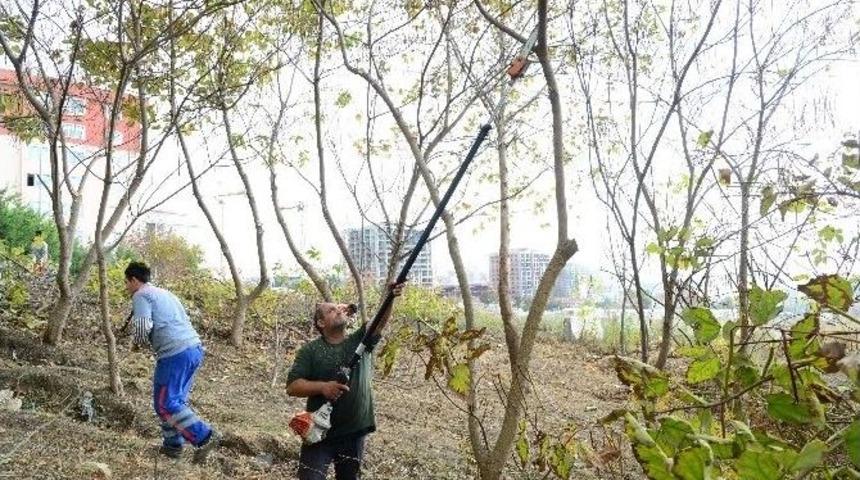 Beylikd&uuml;z&uuml;&rsquo;n&uuml;n Bitkileri Kışa Hazırlanıyor