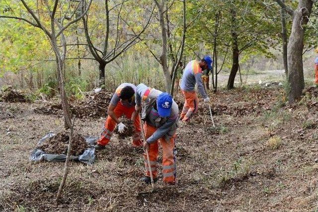 Beylikdüzü’nün Bitkileri Kışa Hazırlanıyor