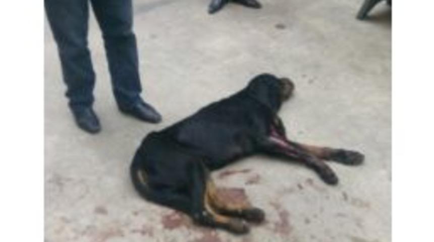 Rize&rsquo;de Kavga Eden K&ouml;pekleri Ayırmak İsterken 2 Kişi Silahla Yaralandı