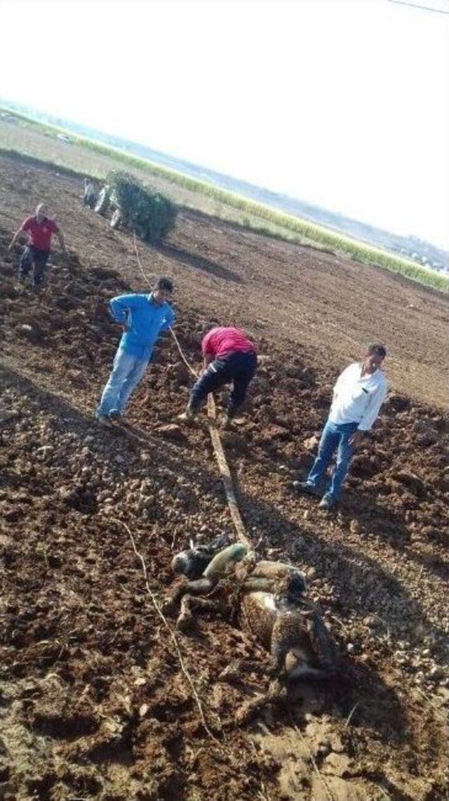 Bataklığa Saplanan Eşek Kurtarıldı 1
