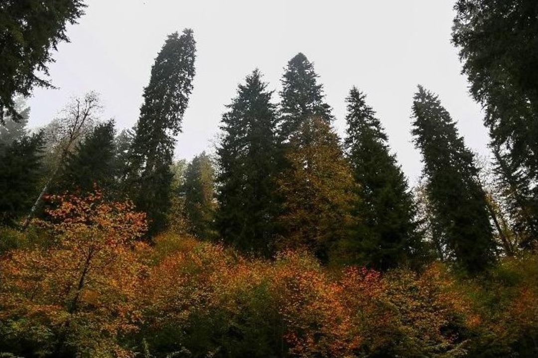 &Ouml;r&uuml;mcek Ormanları&rsquo;nda Sonbahar Renkleri