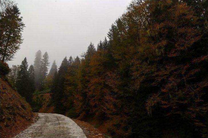 Örümcek Ormanları’nda Sonbahar Renkleri G1